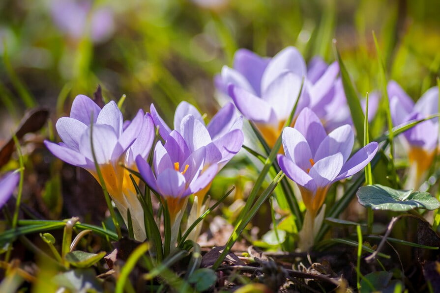 Krokusse auf einer Wiese im Sonnenschein